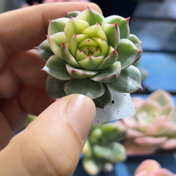 279大锦边法比奥拉腹轮无根