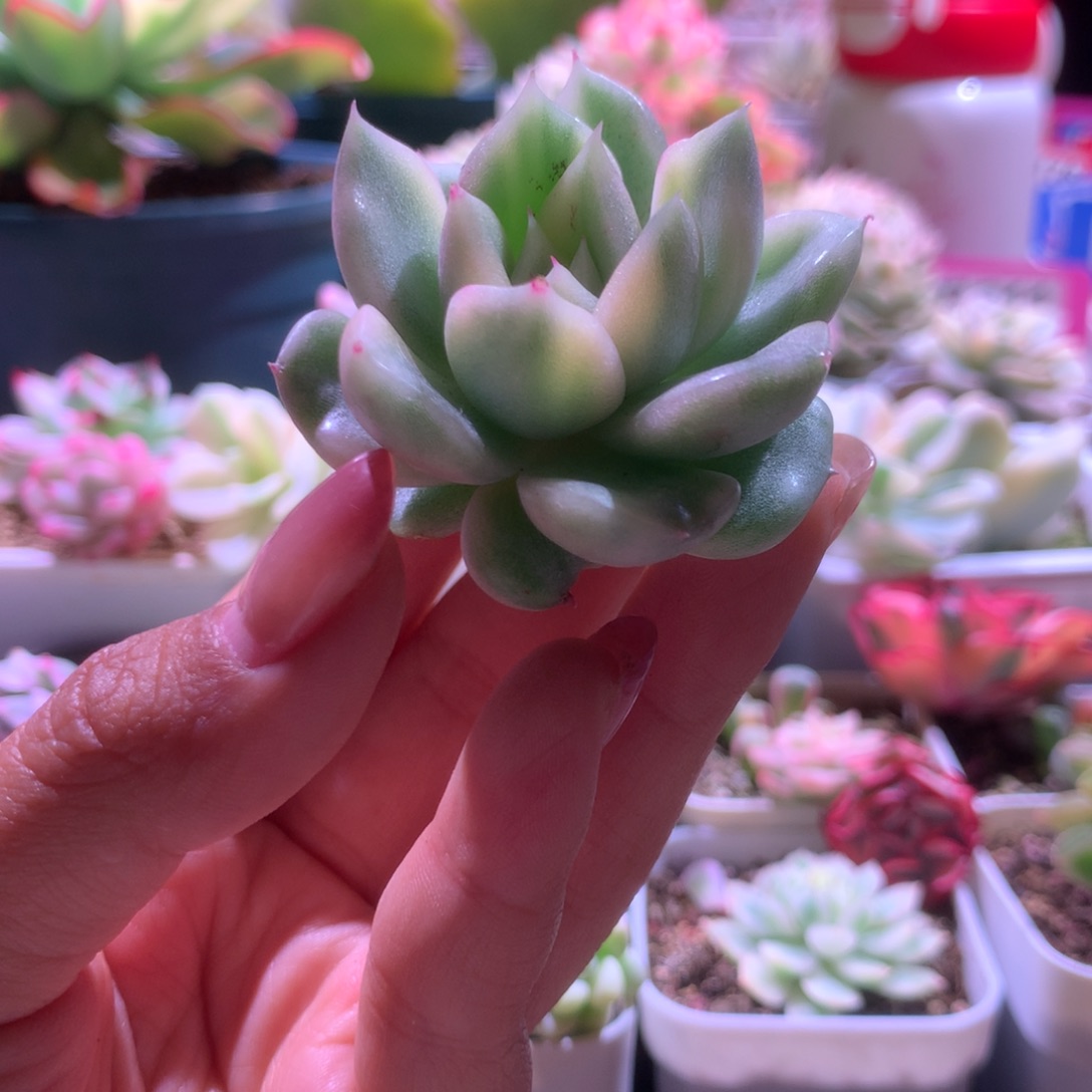 白玫瑰覆轮锦砍头有根