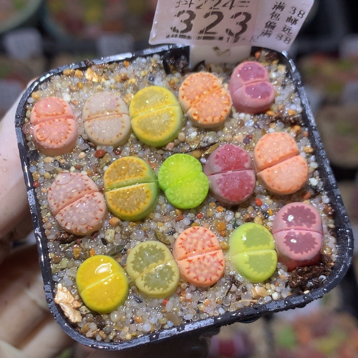 精品生石花224.323