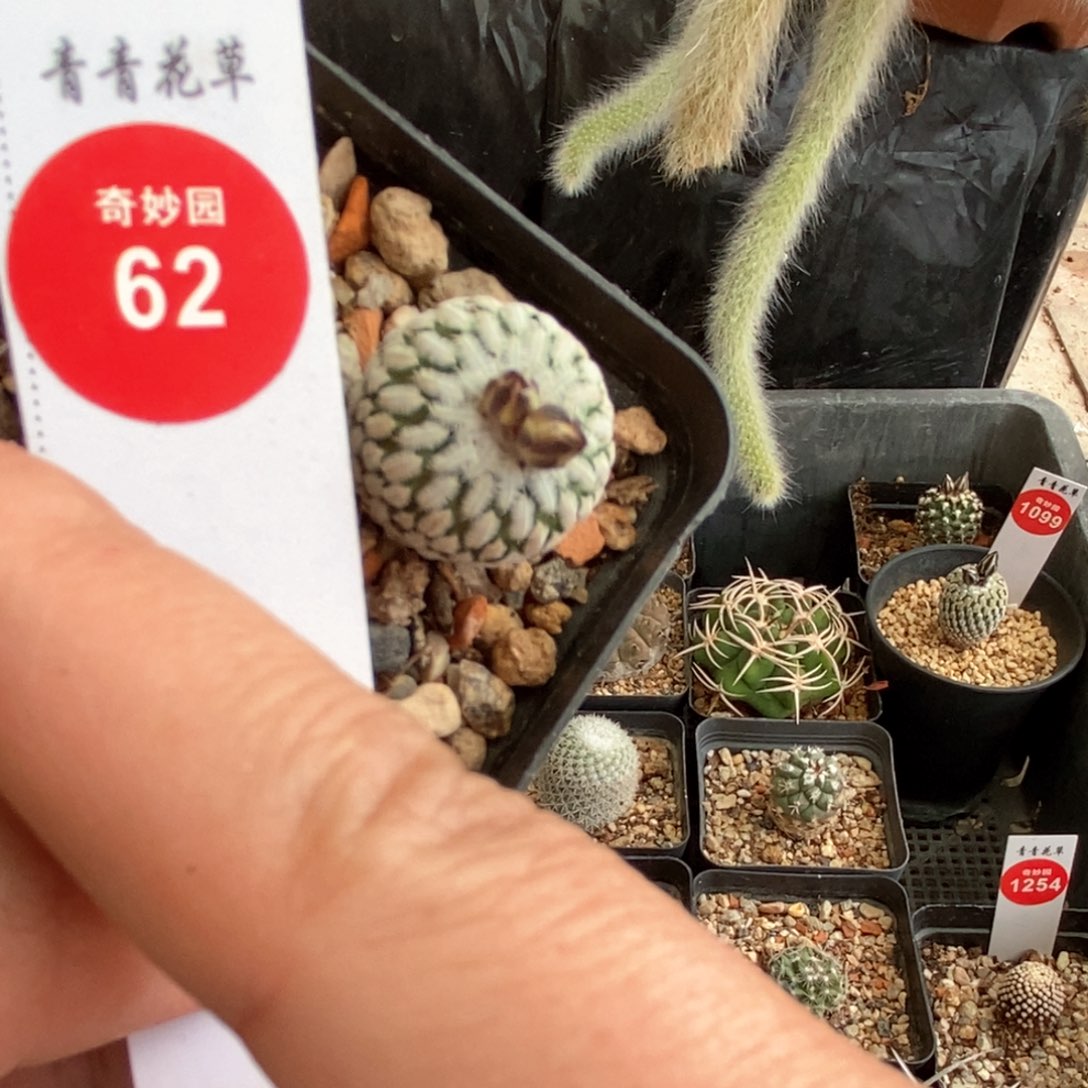 实生精巧殿2cm一棵仙人球