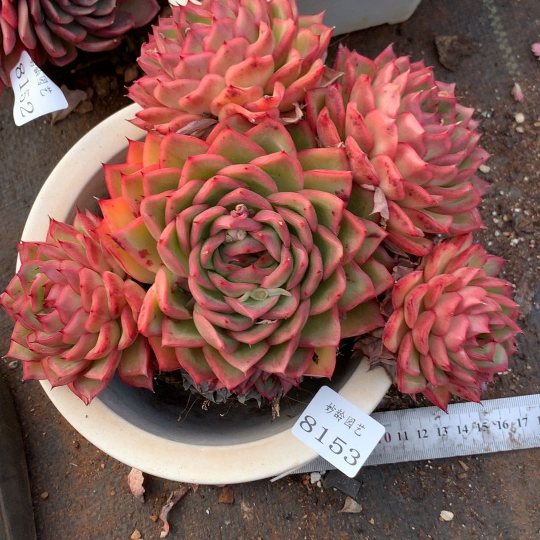 8153杂交多肉植物