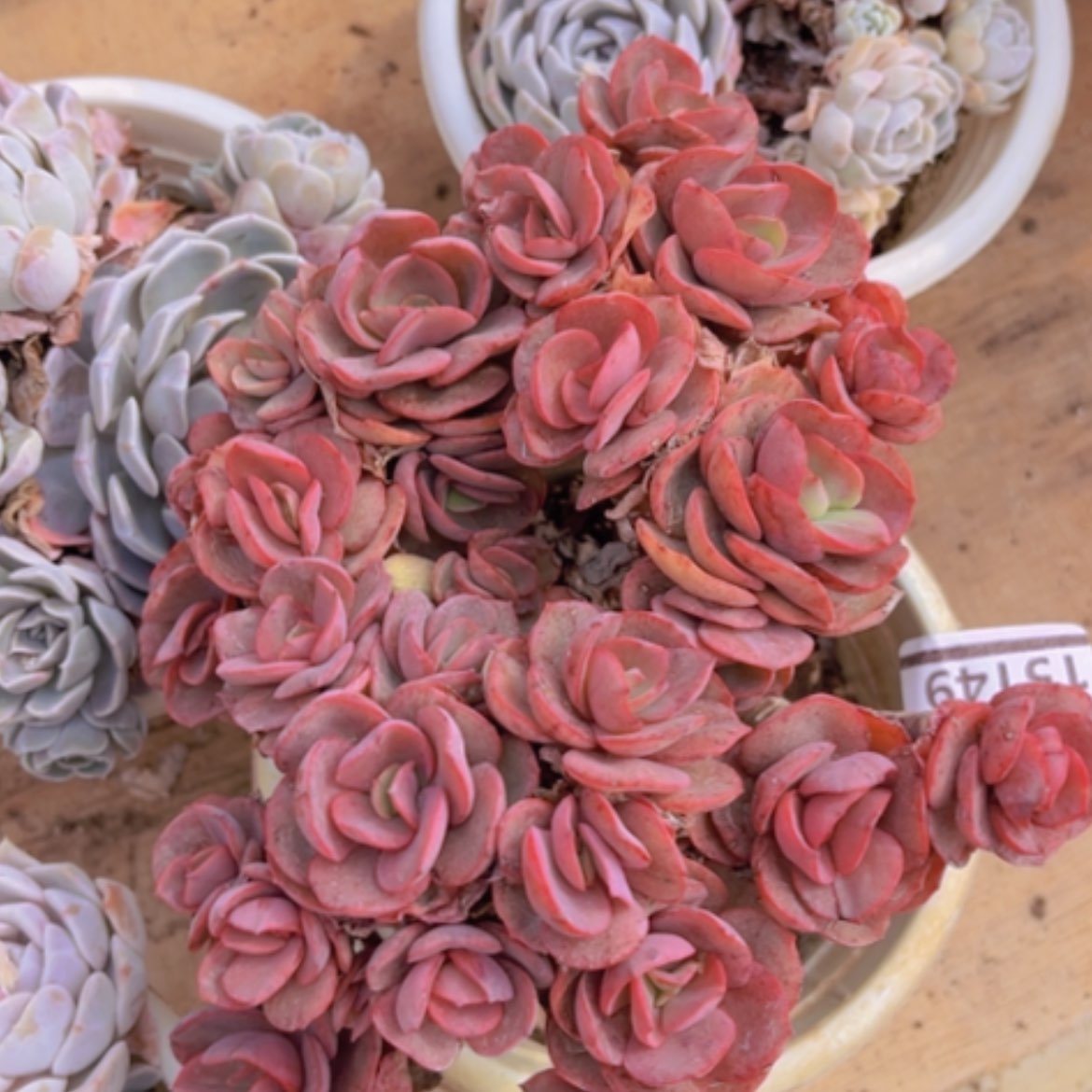 【闪购商品】秀妍15149