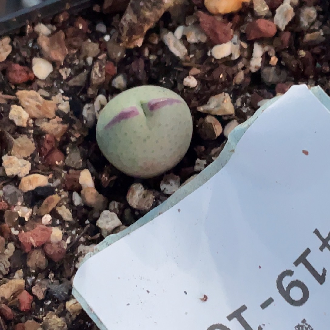 放***春19-167肉锥多肉植物