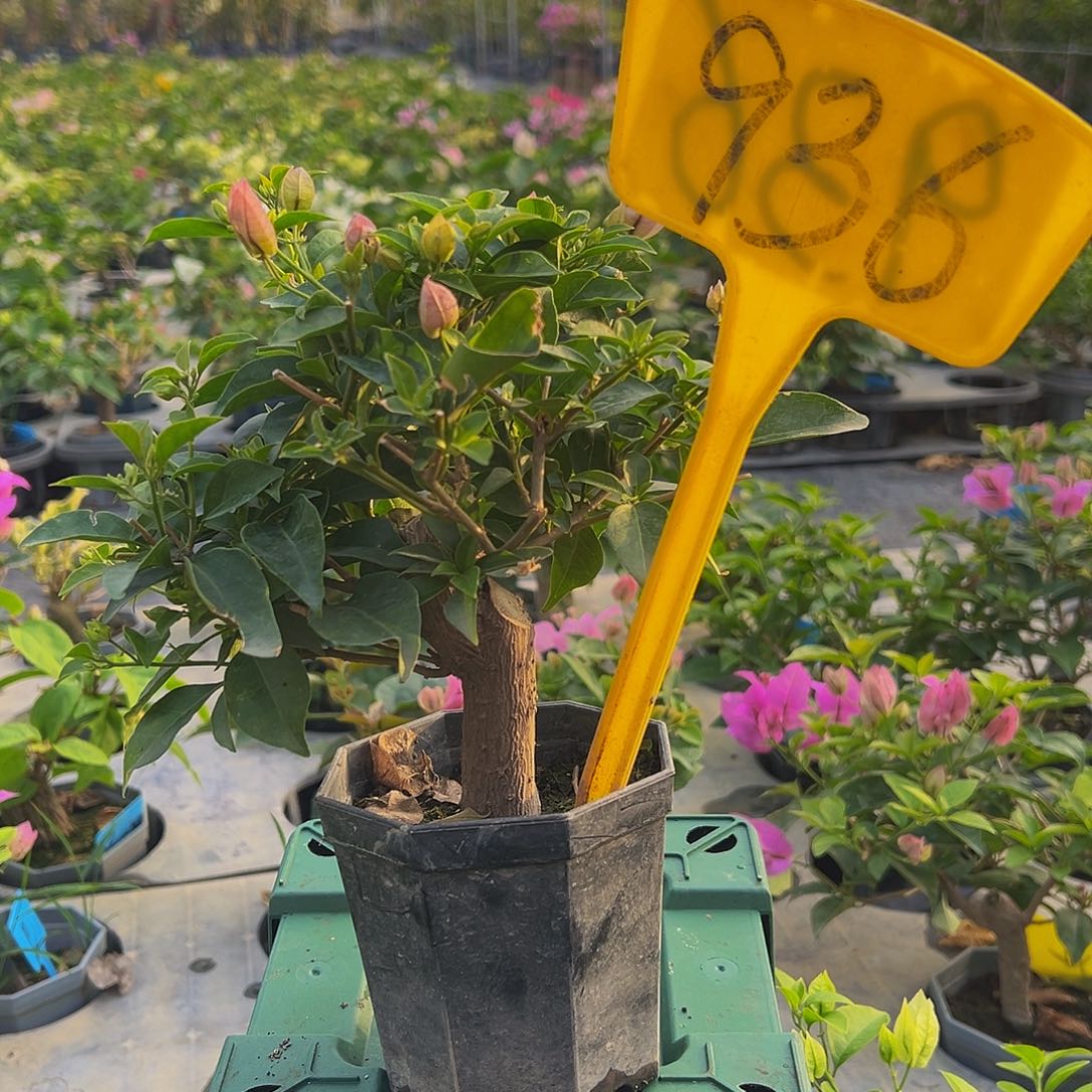 当前无花栽培后可以开花雪紫或者巴西紫 大宝936