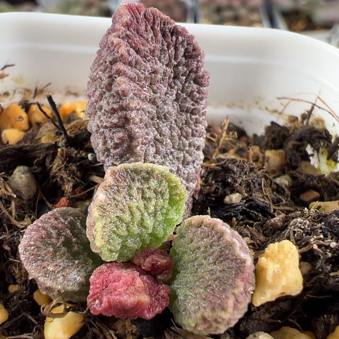 实生新品大苗多肉植物水泡