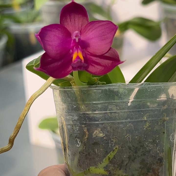 大部分花苞少量开放2.5寸杯BKH2242复古红