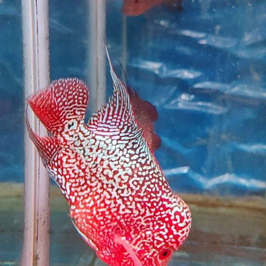 海水鱼1111111111111