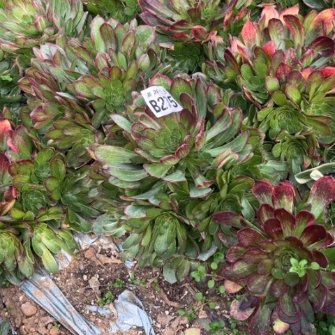 215万彩灯不包断枝