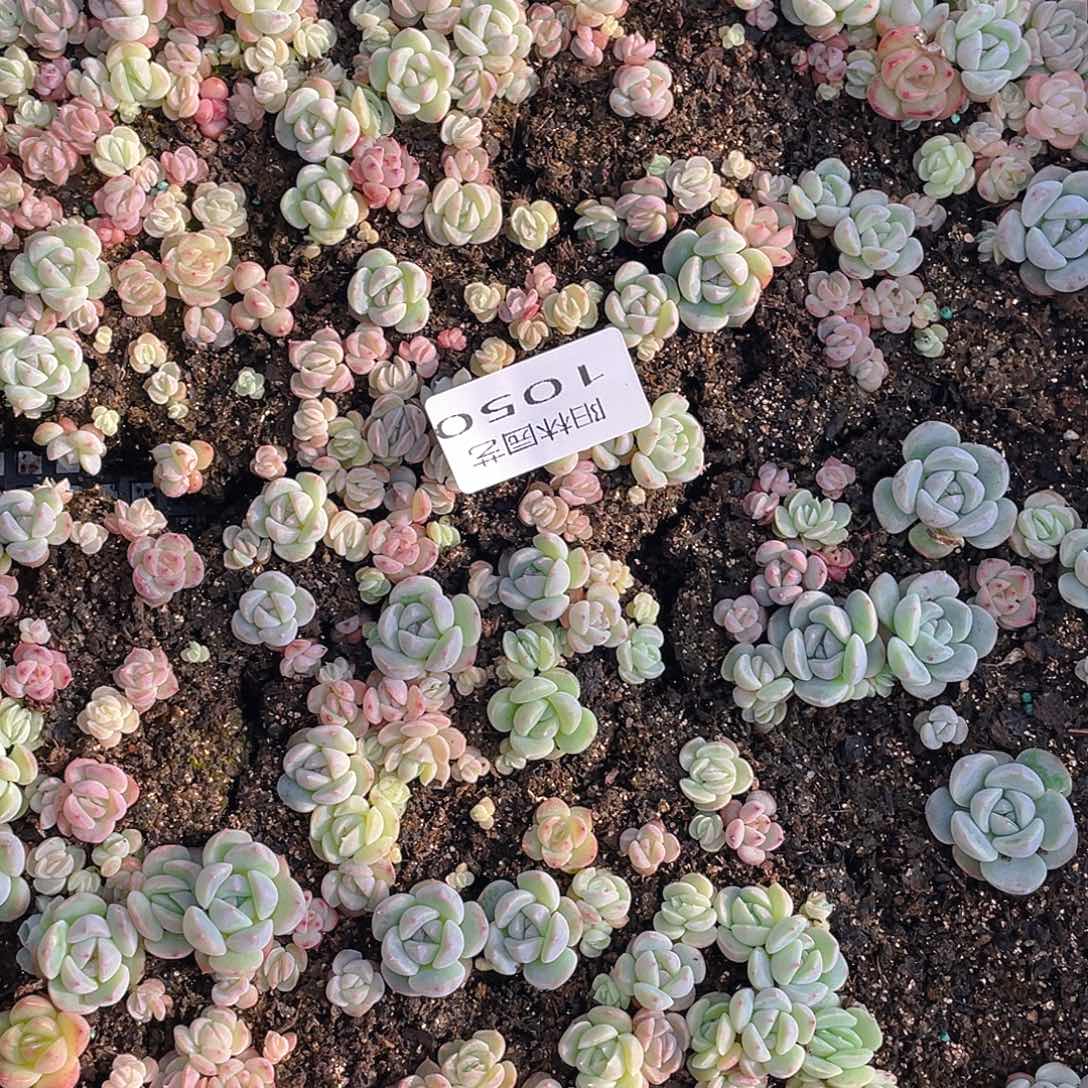 布***辣多肉植物多肉植物1050