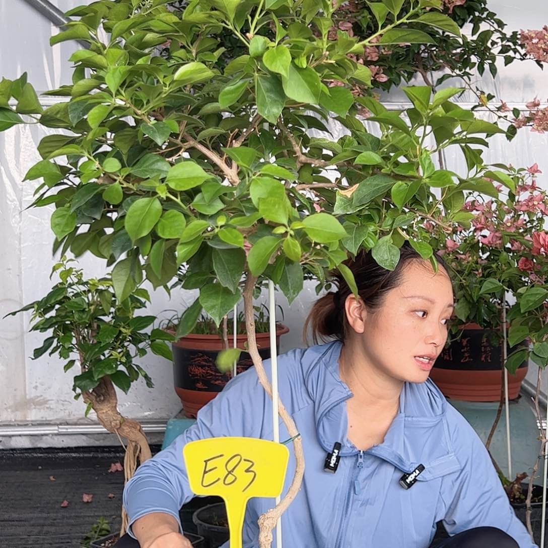 当前无花栽培后可以开花S***信E83佩德罗