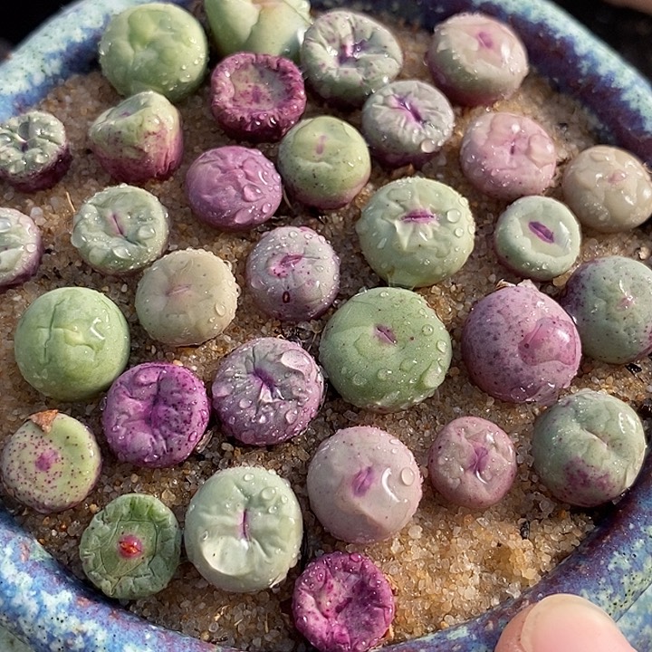 编号小红嘴一颗           