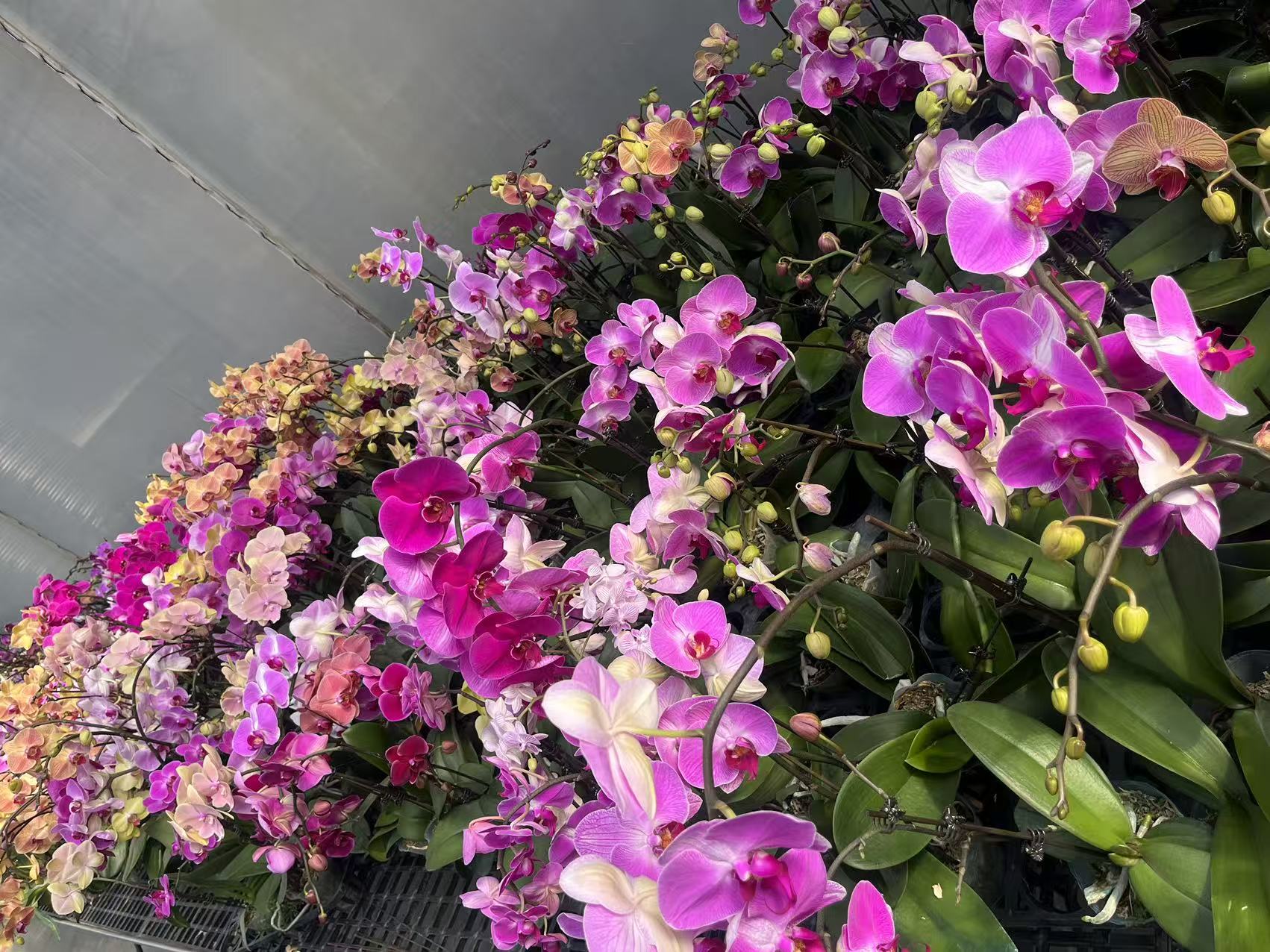 【尾货盲盒花多】3.0寸杯 介意勿拍爆花优雅高级感 澧兰汀基地直发