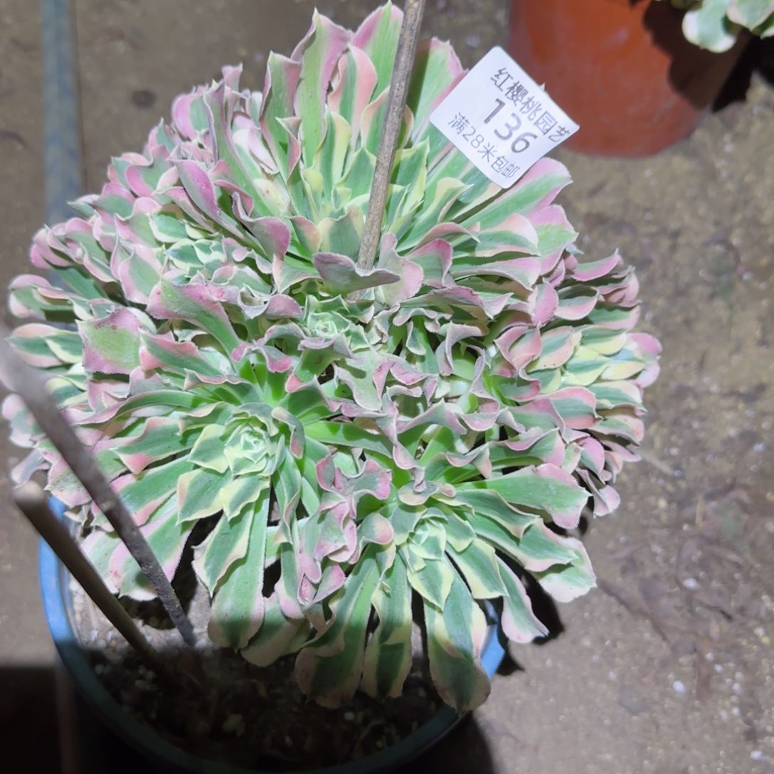 白凤法师多肉136