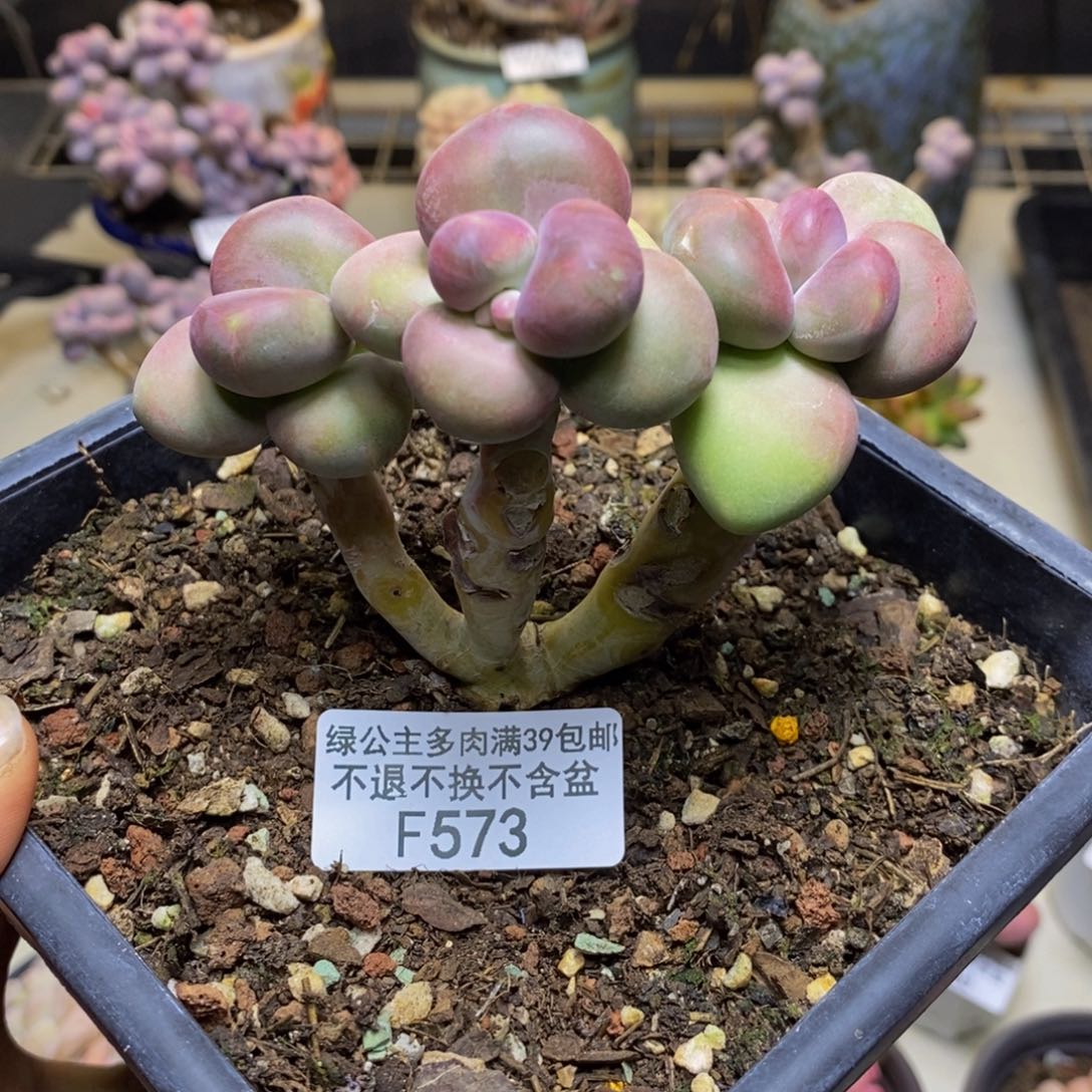 573芒果奶二代多肉7c m