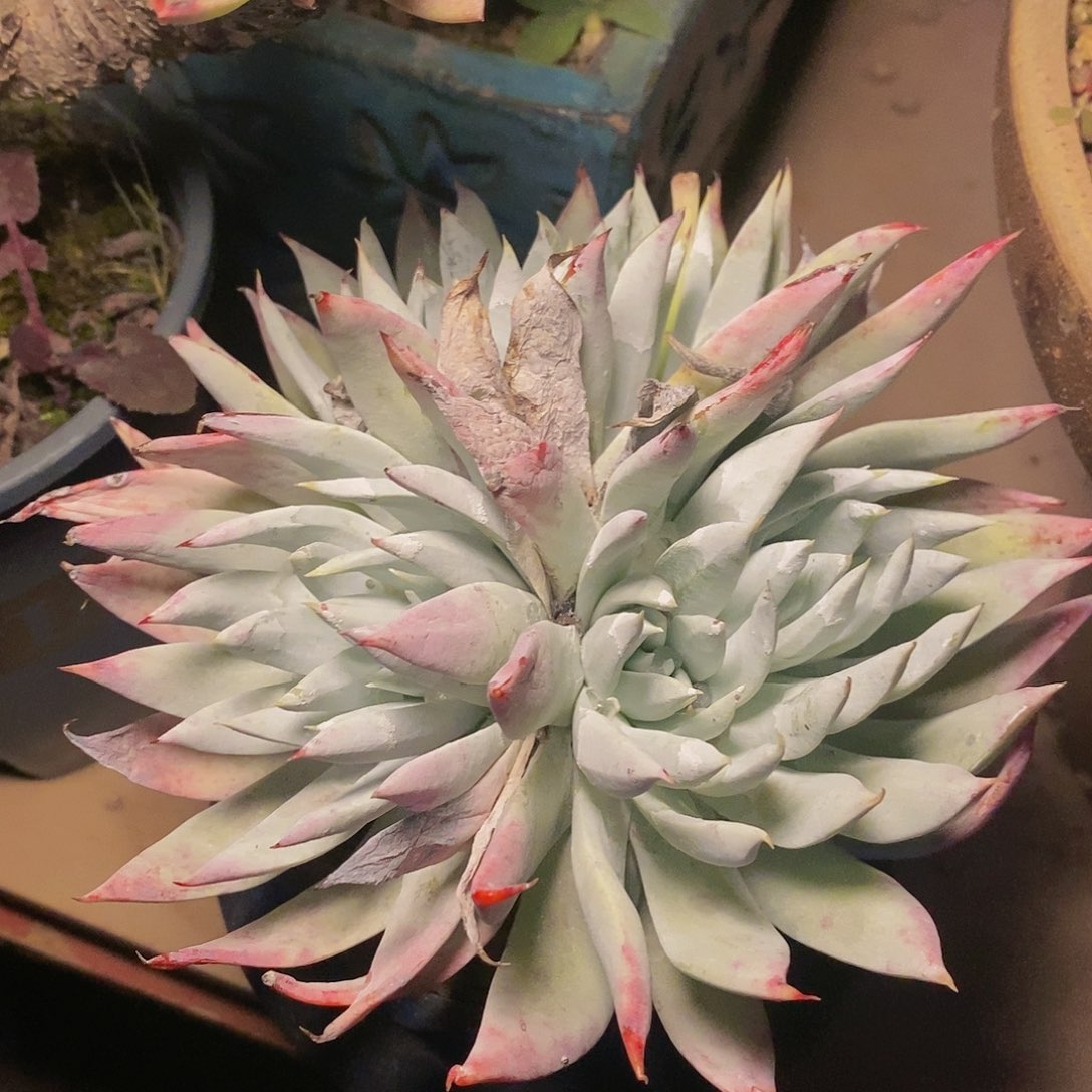 【闪购商品】哈哈哈哈坎蒂丝雪山1270多肉