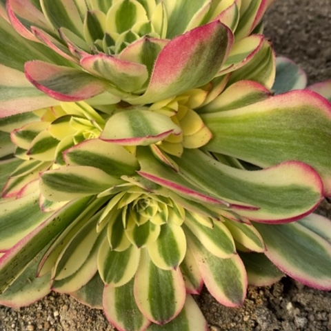 203玉姿满25包邮多肉