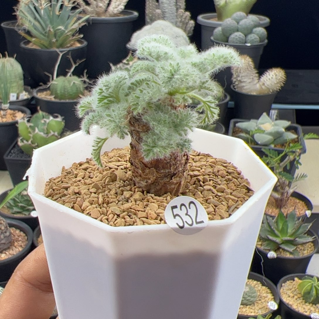 羽叶洋葵一物一拍