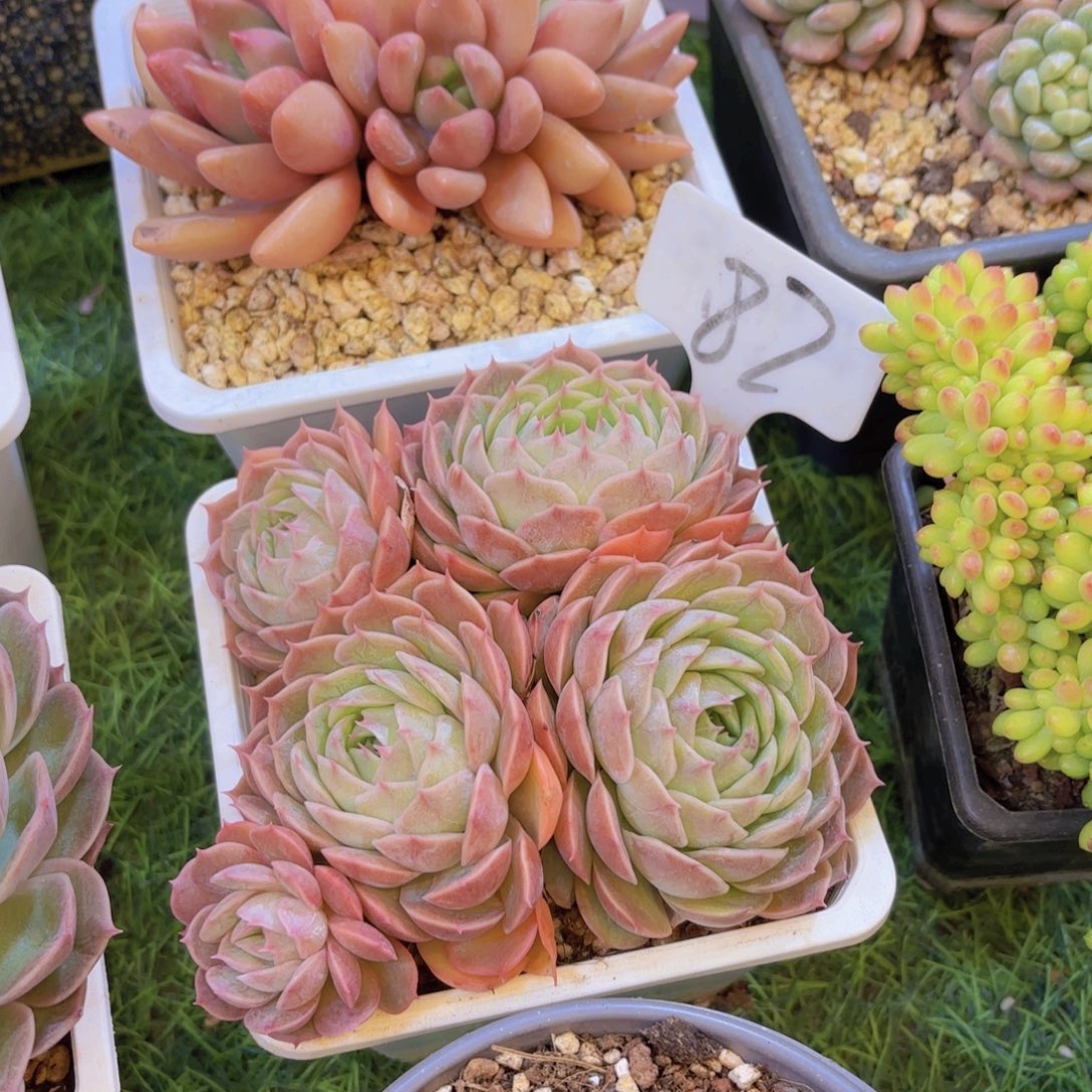 X***～云南金致家精品多肉