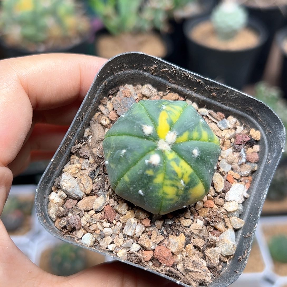 无花朵实生兜锦一颗