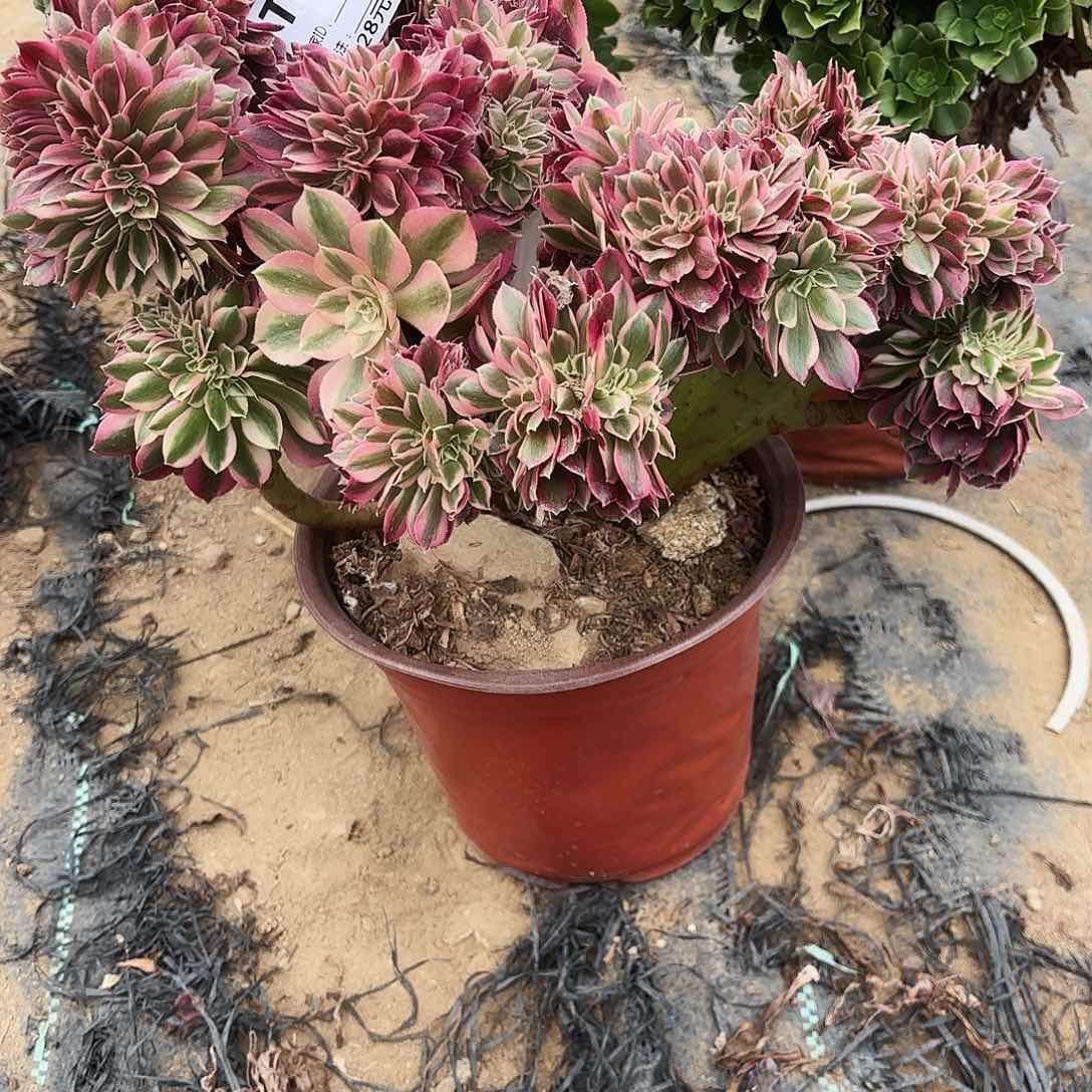 852粉女巫缀多肉植物