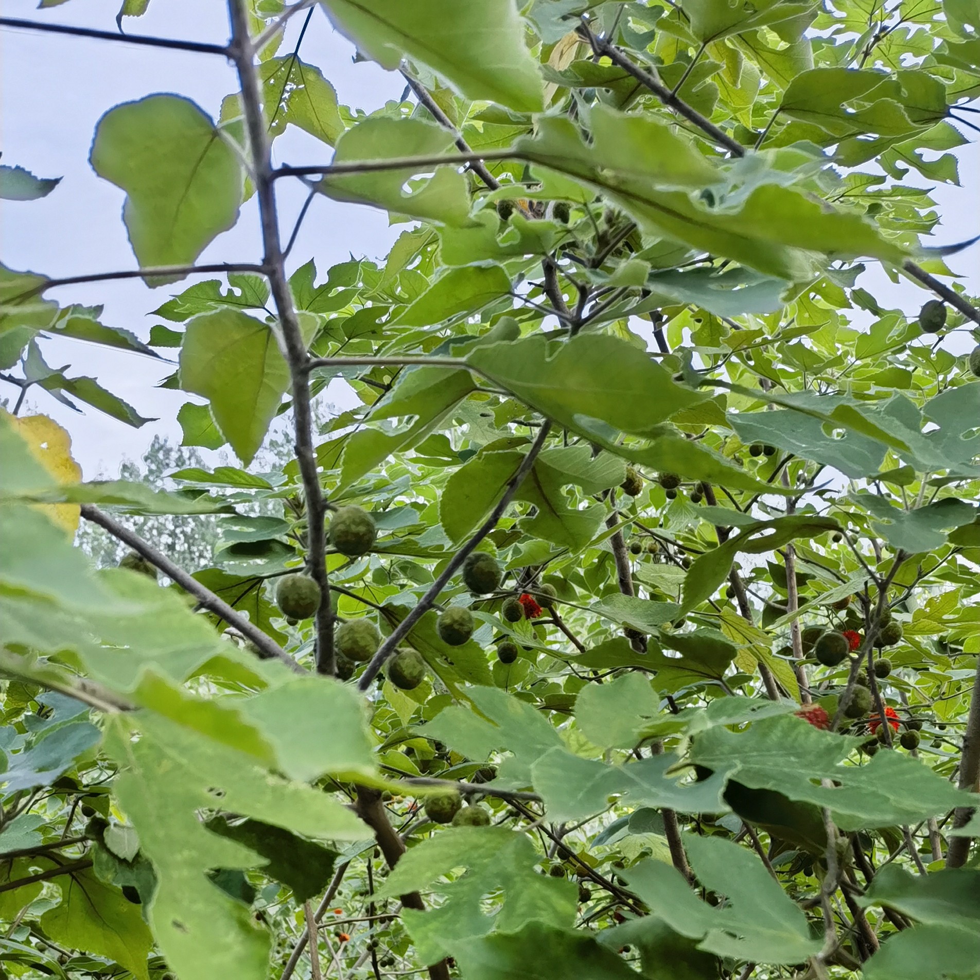 新鲜构树果现摘先发褚桃果子原产地直发