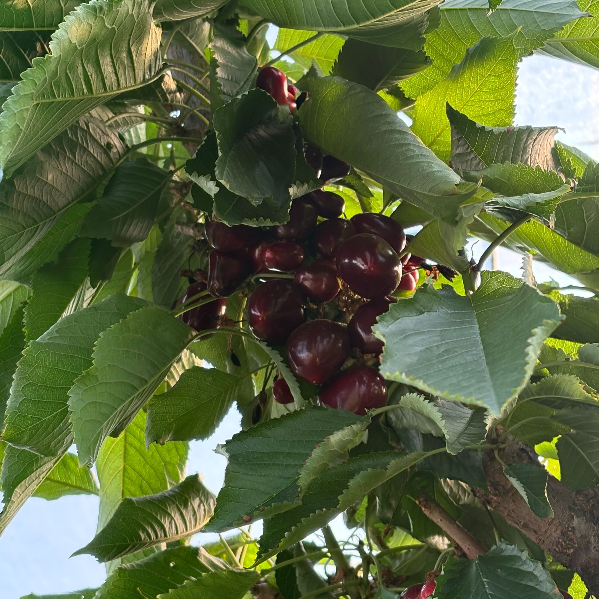 【辽宁省外】【大连俄八】【陆地樱桃】【自家果园】【现摘现发】顺丰冷链