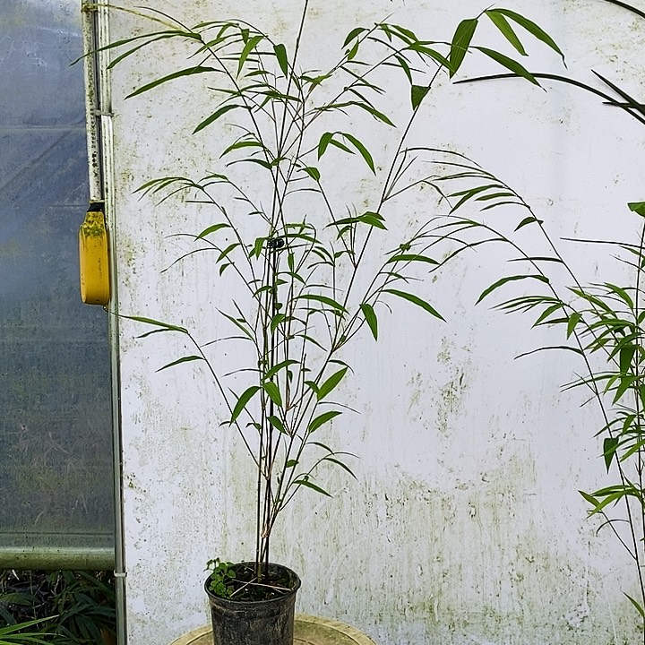 夏***语完全开放内门竹内门竹