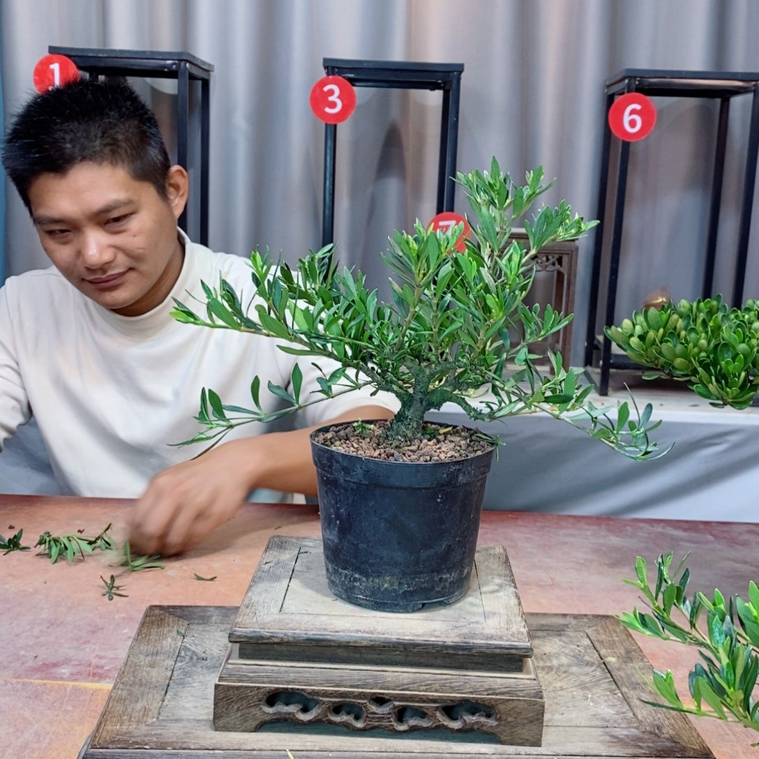 无花朵栀子花开了