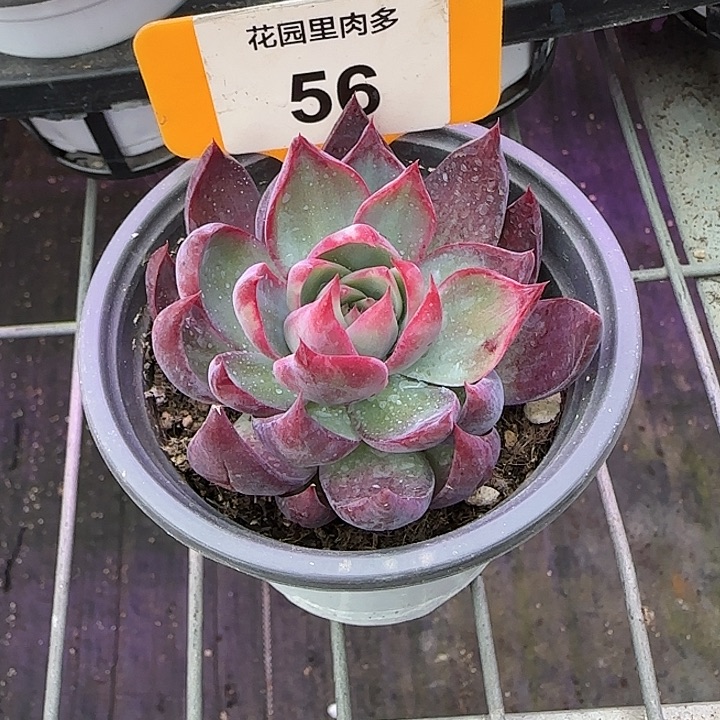 鹏***声56 惊鸿仙子多肉植物6-9cm