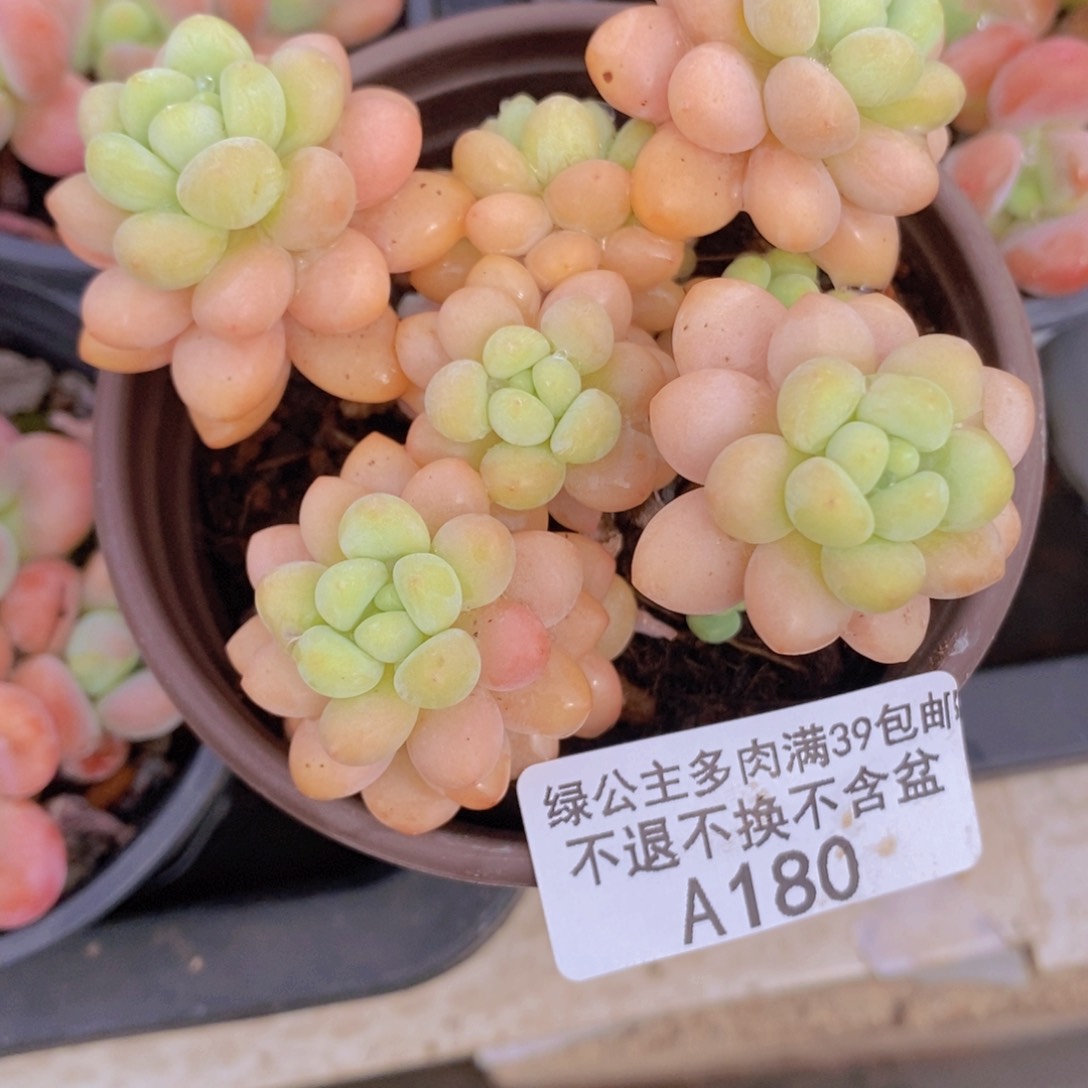 洛可可7cm180多肉