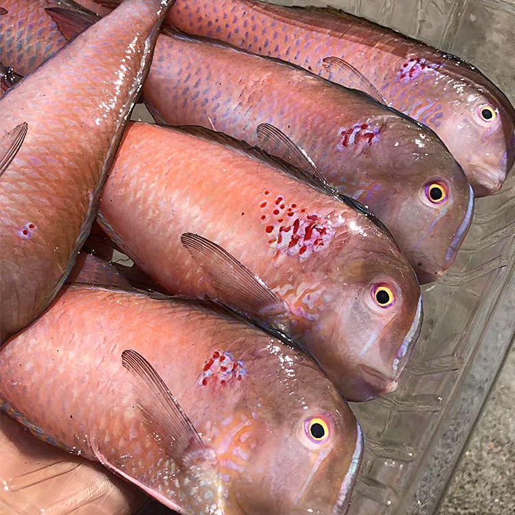 鹦哥鱼 惠来神泉港