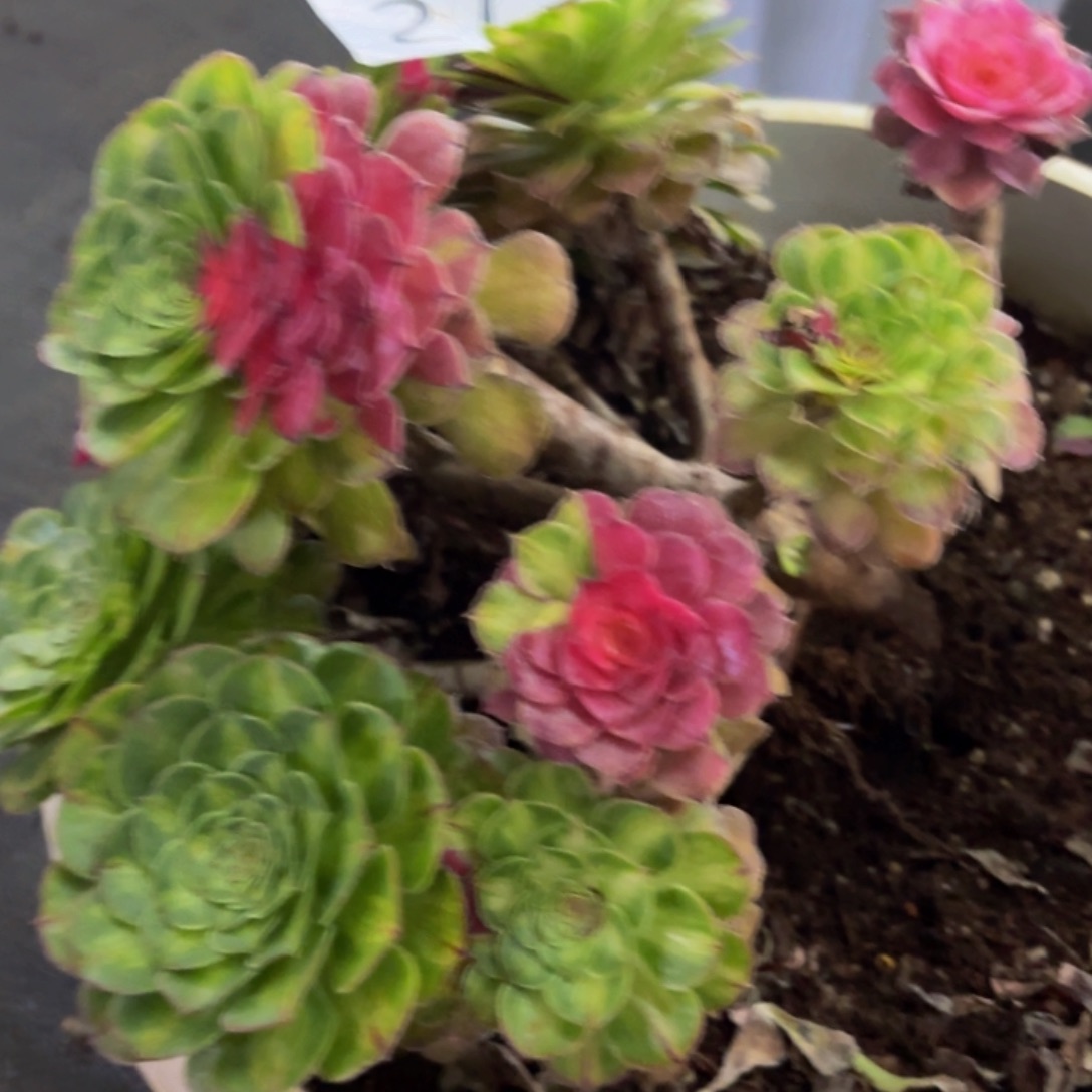 哈哈多肉葡萄福利来275