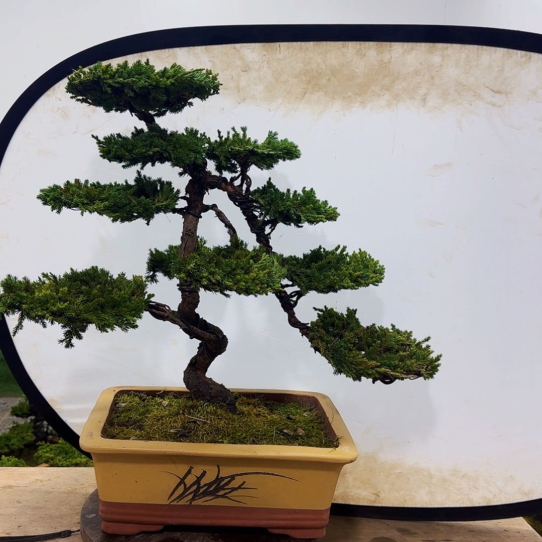 询*盆景盆景盆景盆景