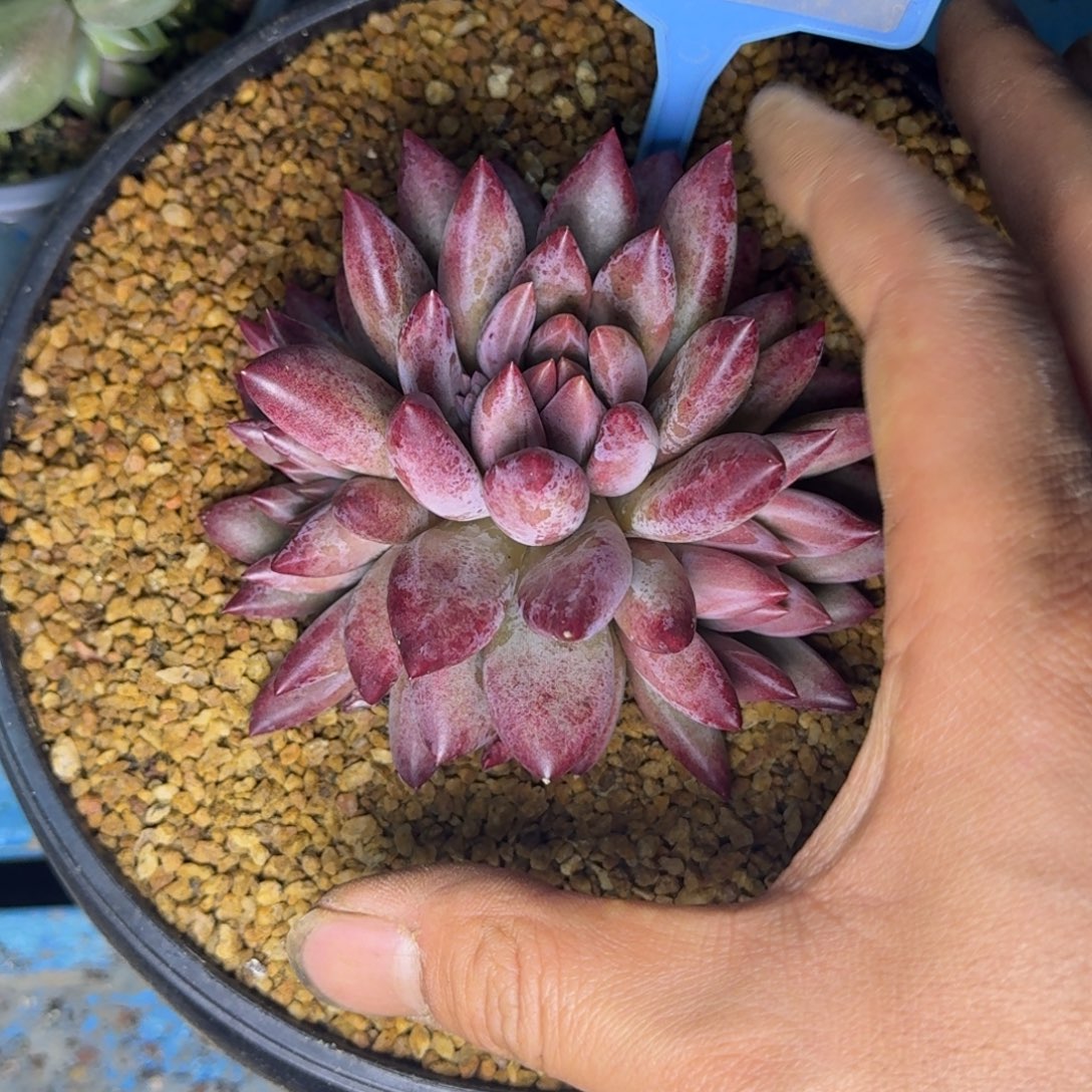 多肉植物钻石体虞095