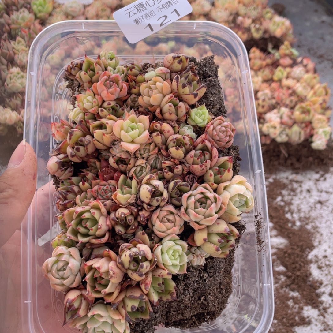 云糖心多肉植物121