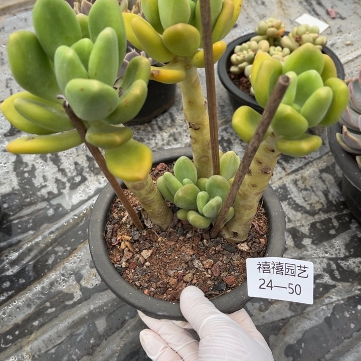 24-50芒果奶多肉植物