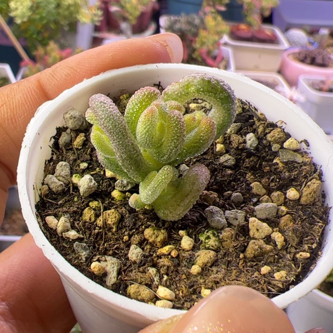 多肉植物枝干超白