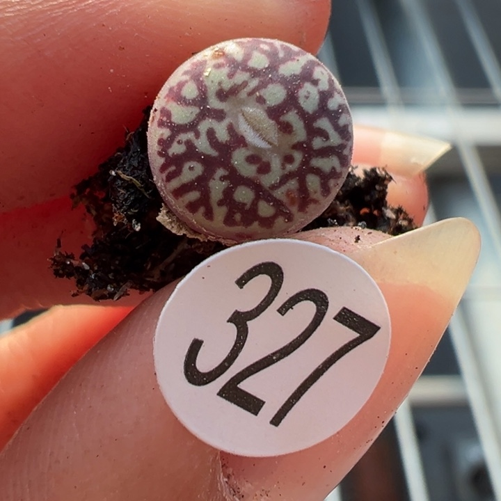 327号满30包邮111111，