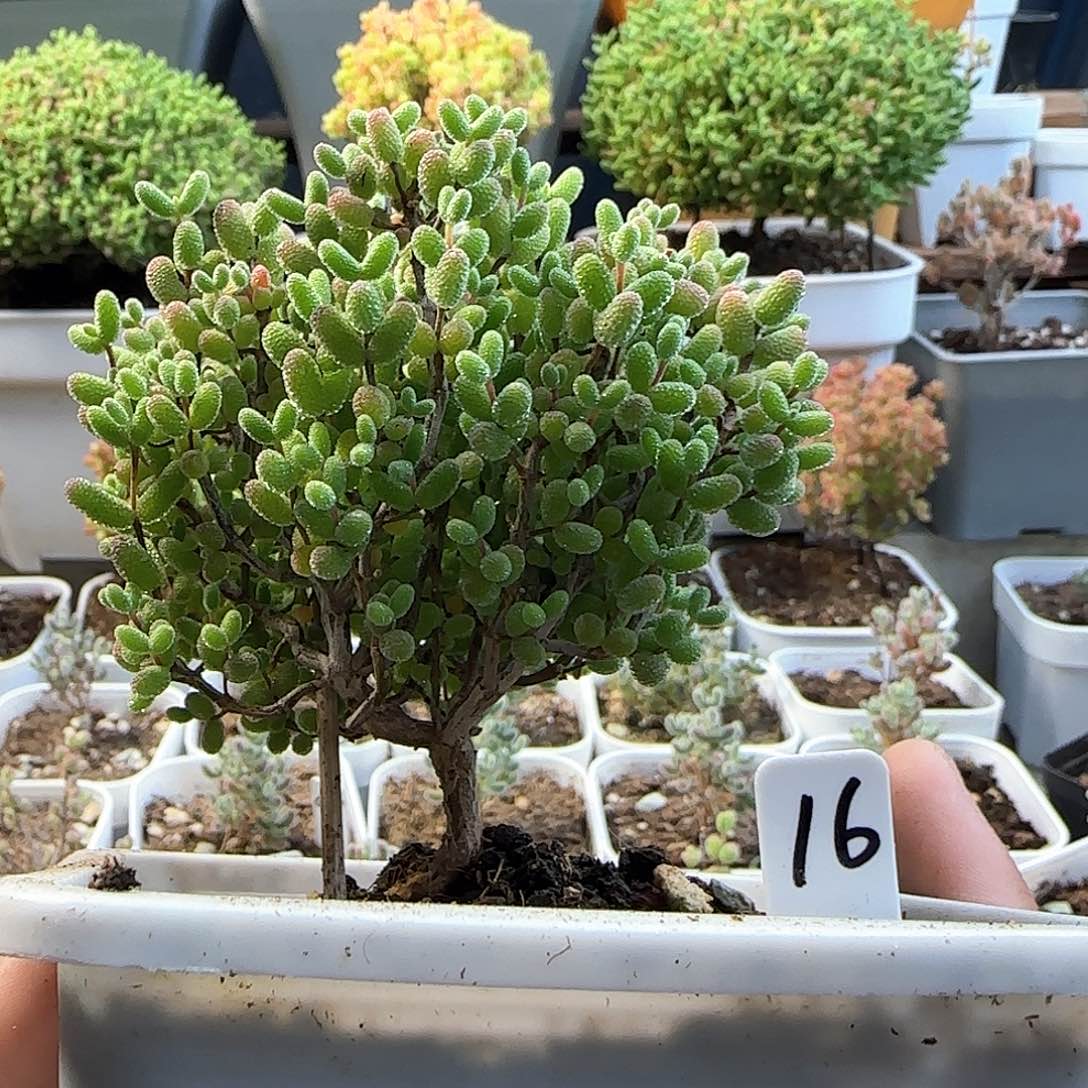 金桔糖球枝干番杏