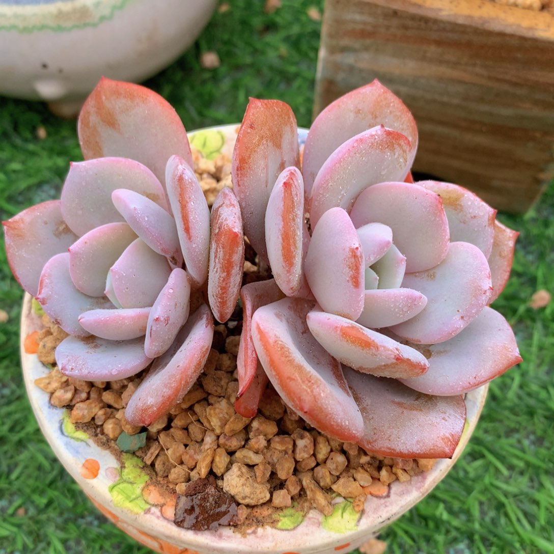 韩版奶茶11 公分一物一拍
