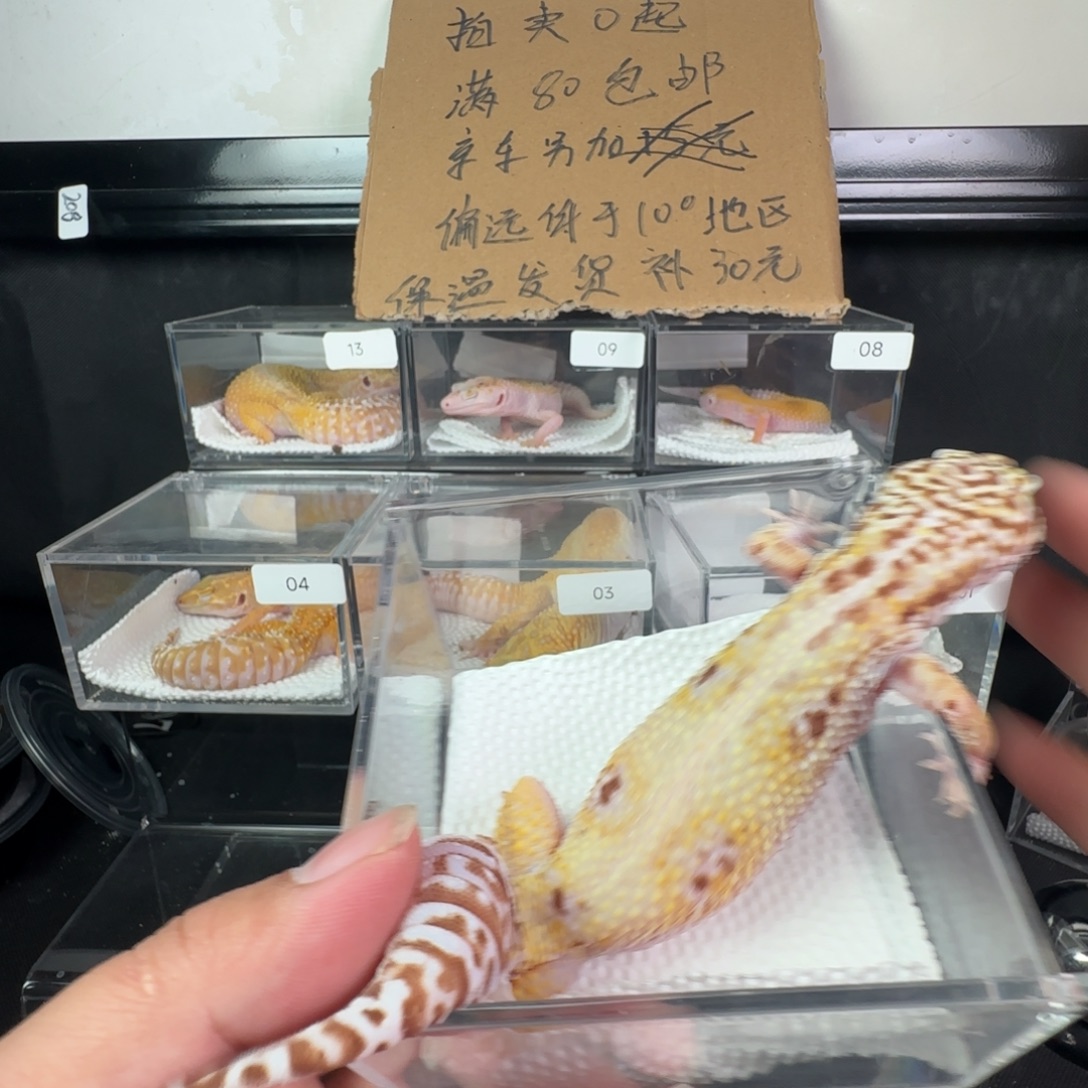 豹纹守宫白黄雪花贝尔妹妹