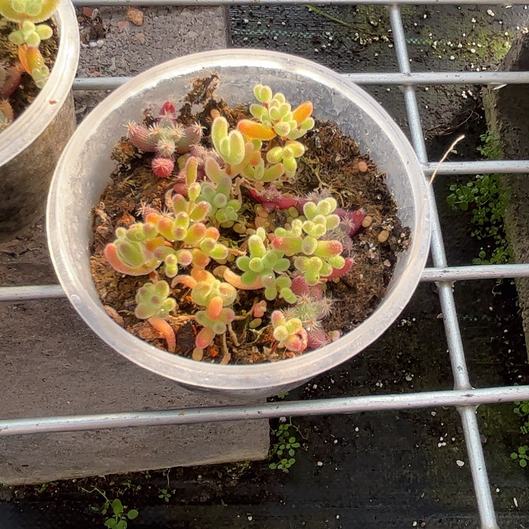 A****混播切糕优选枝干番杏