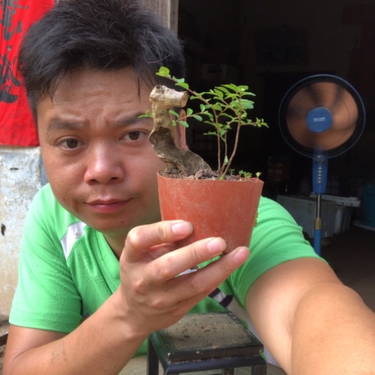 无花朵盆景素材盆栽植物