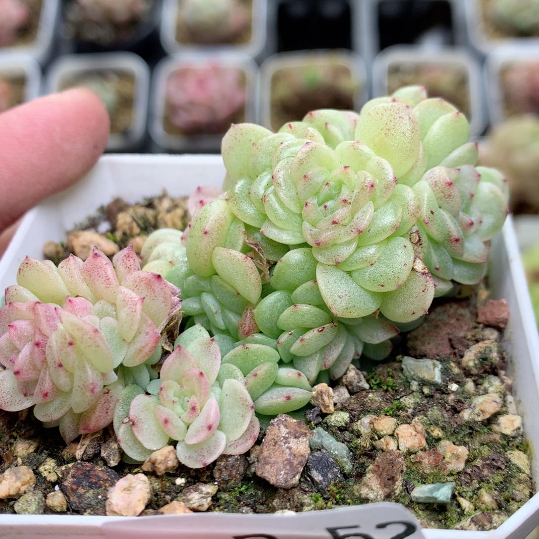 R52两群定繁编号麦杆T1