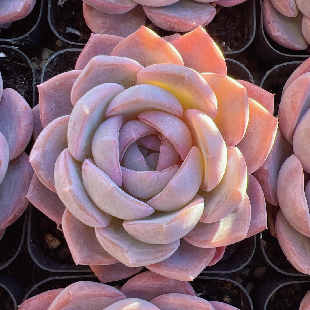 70#单头梦之蓝-脱土发货