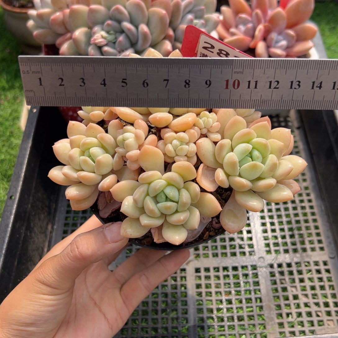 表妹精品多肉2826.