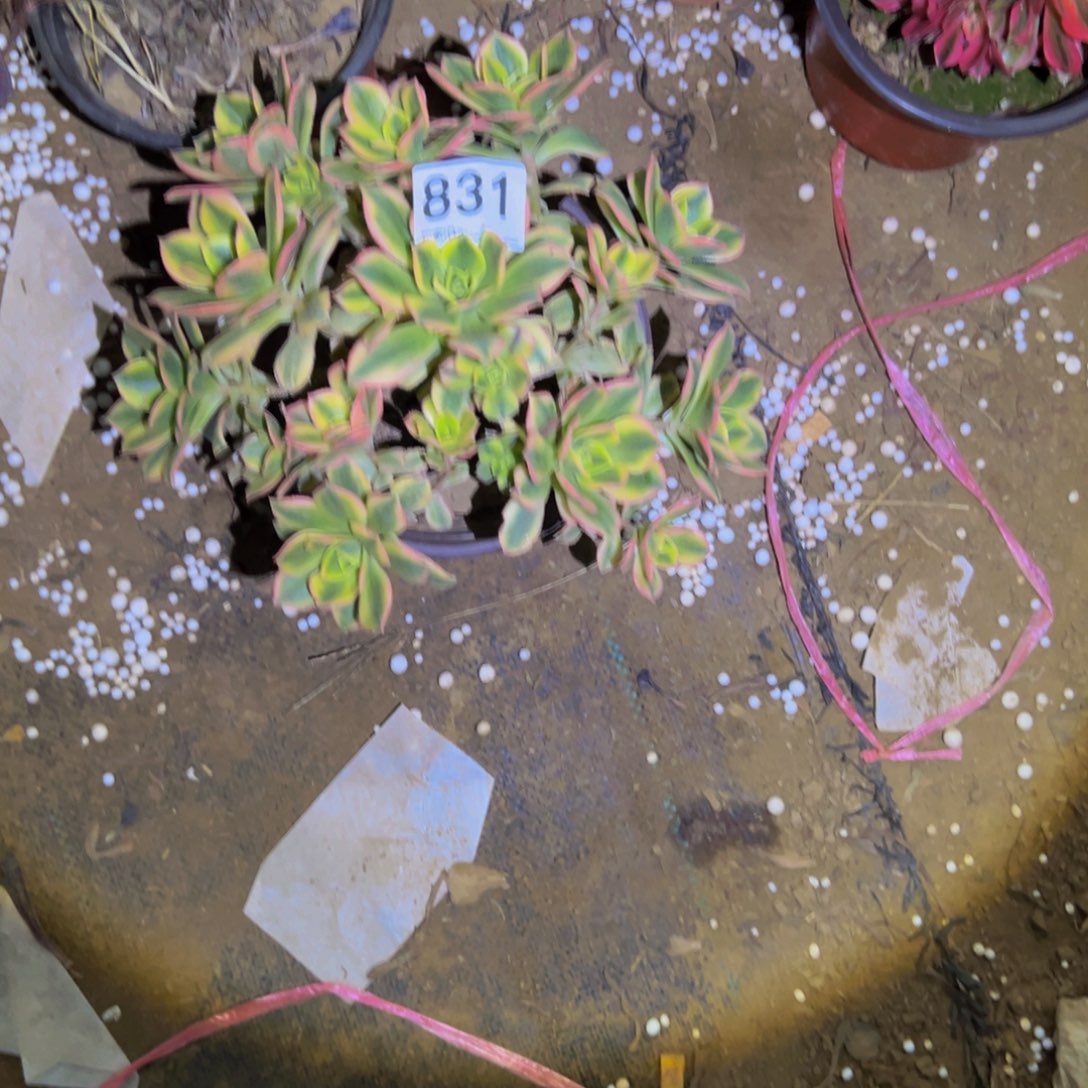 831星爆多肉植物