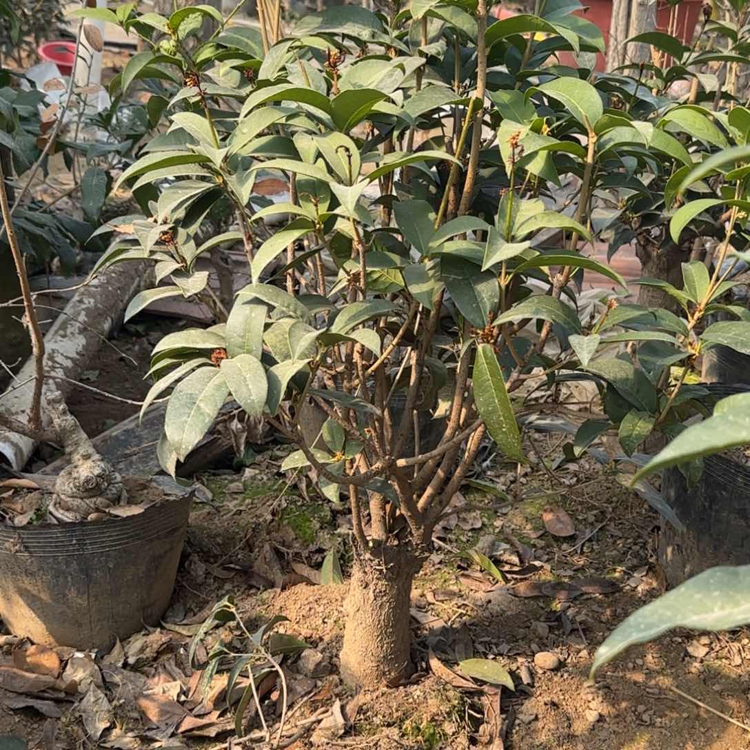 奇**见桂花。四季桂系列