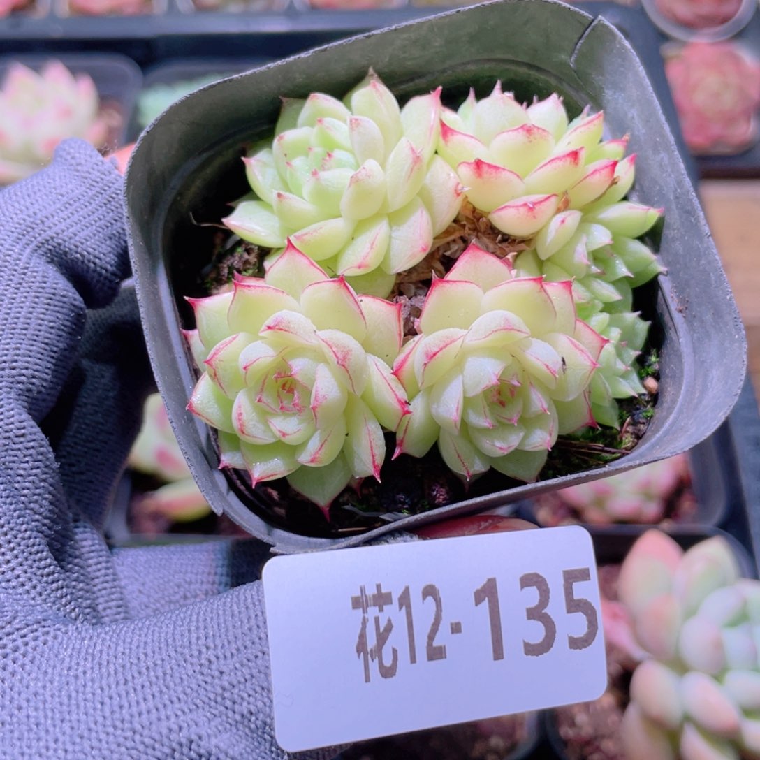 花利美12-135女王群