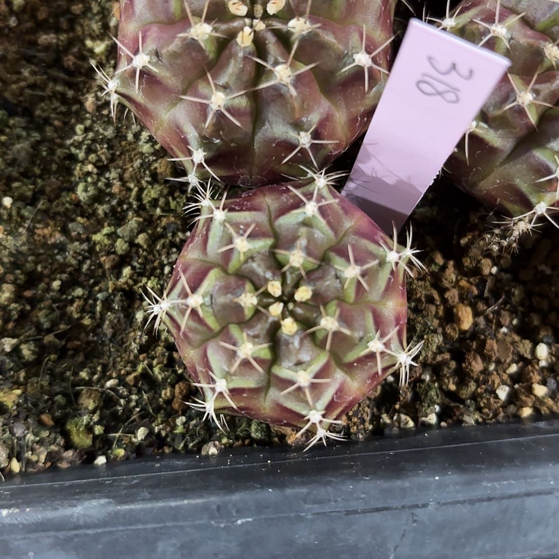 泰国米哈318-0127